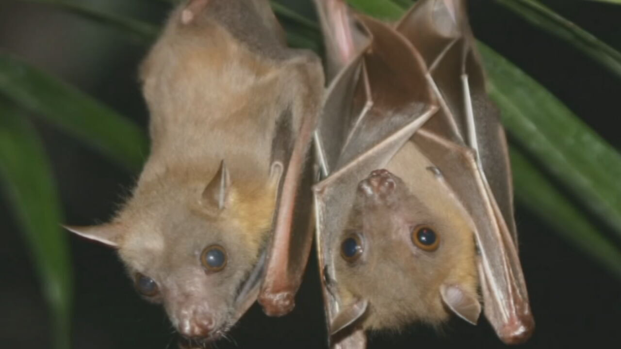 Bat file photo